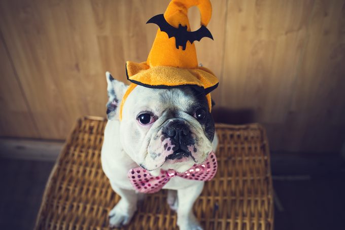 Halloween tips for pets