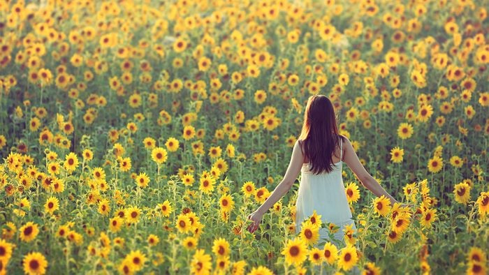 Benefits of nature, field of sunflowers