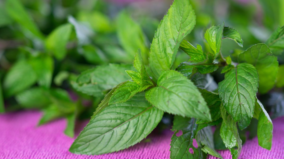 health benefits of herbal tea mint
