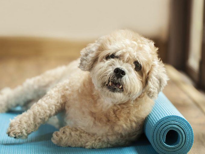Yoga With Your Dog: Is Doga Really a Thing?