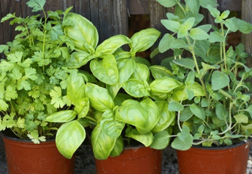 Nutrition: Brighten your kitchen-and cooking-with fresh herbs