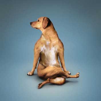 yoga dogs 3