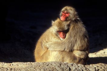 baboonshugging