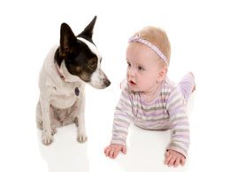 How to introduce your pet to a new baby