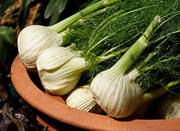 fennel large