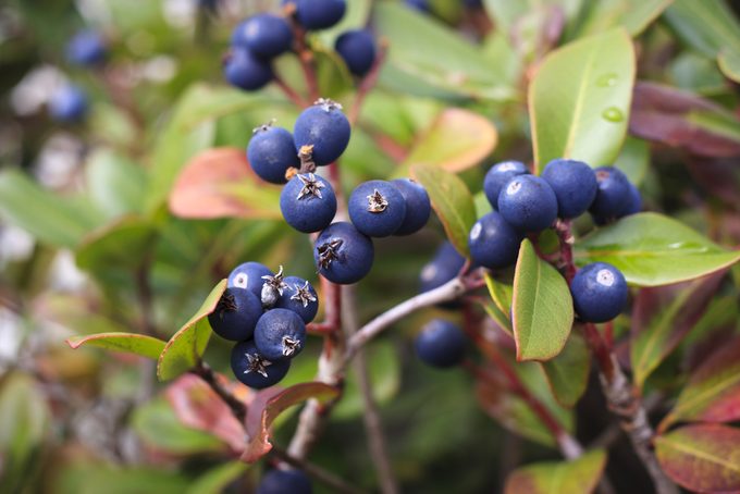 Bilberry Extract Improves Eye Conditions and Circulation
