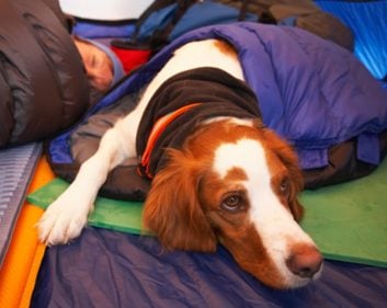 What to know before you camp with your dog