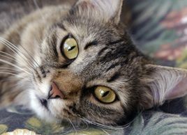 Is your cat at risk for diabetes?