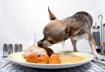 5 foods you can share with your pup