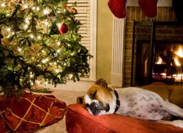 How to plan for a pet-friendly holiday season