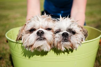 dog bath