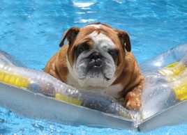 How to keep your pet safe around water