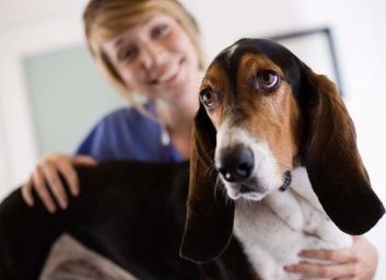 How your dog could be a blood donor
