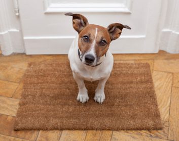 doormat dog cute home