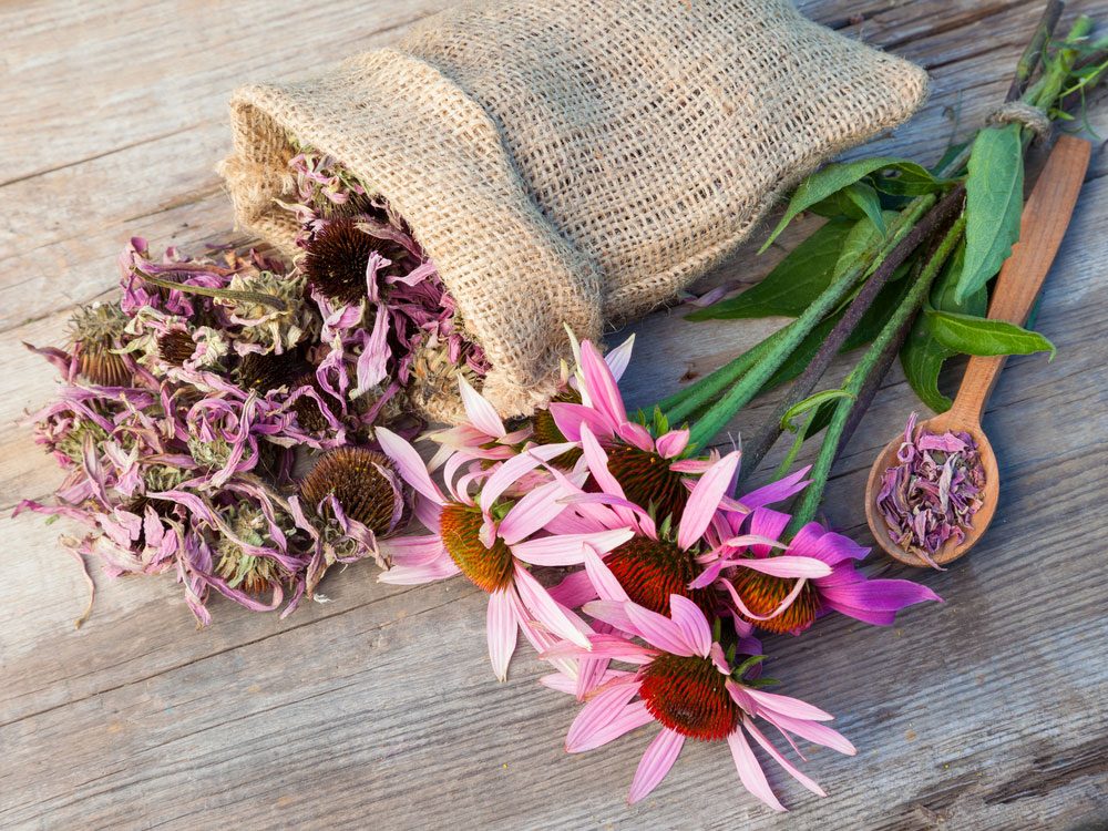 Boost Your Immune System And Ward Off Colds With Echinacea