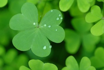 four leaf clover green St. Patricks's Day