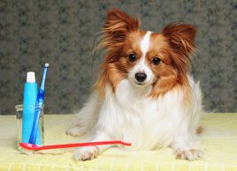 Oral health tips for your pet