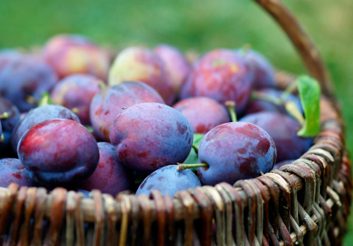 Our best healthy plum recipes