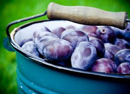 plums fruit