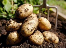 Why potatoes are healthy