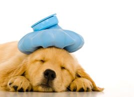 4 signs your pet might be sick