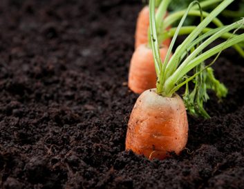 soil carrots gardening