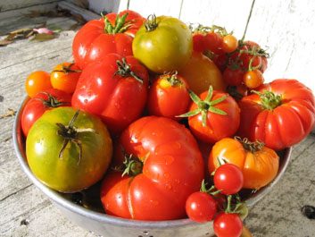 tomatoes