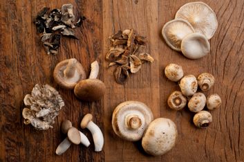 mushroom varietites