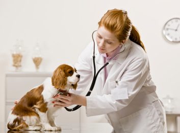 How to have a happier vet visit