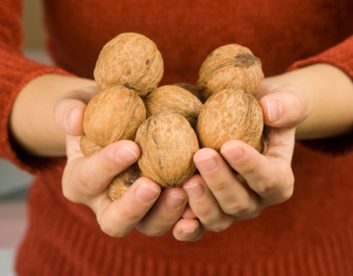 walnuts nuts 