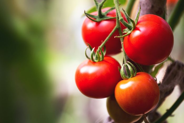 cancer-fighting-tomatoes