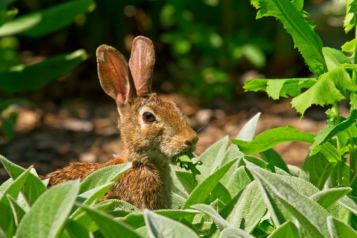 rabbit-in-garden