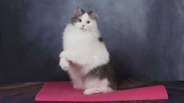 animal workouts canada, cat yoga in Edmonton