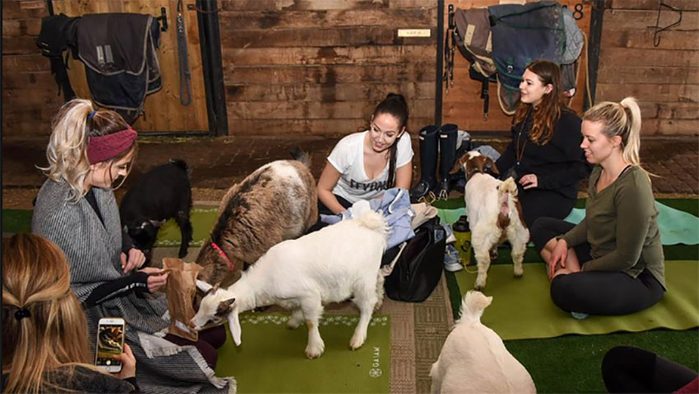 animal workouts canada goat yoga, women taking a class at Fox Den Yoga