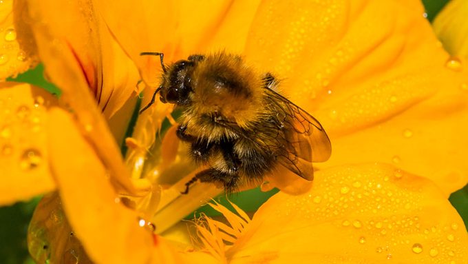 sustainable bee garden, a bee pollinating a nasturtium
