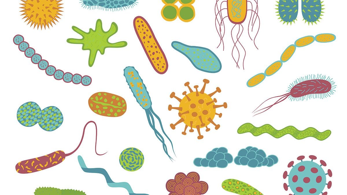 probiotics need to know, what is good bacteria?