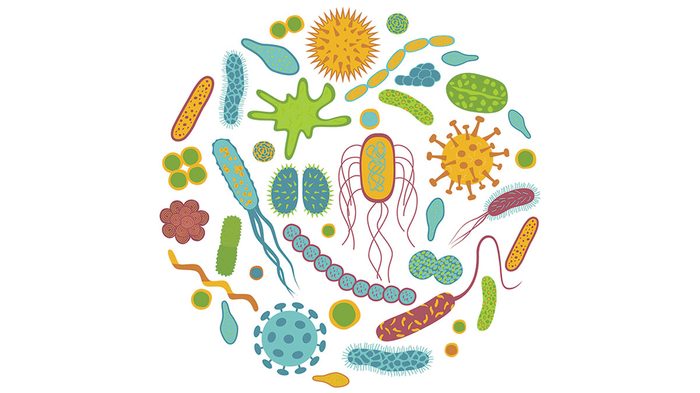 probiotics need to know, an illustration of good bacteria