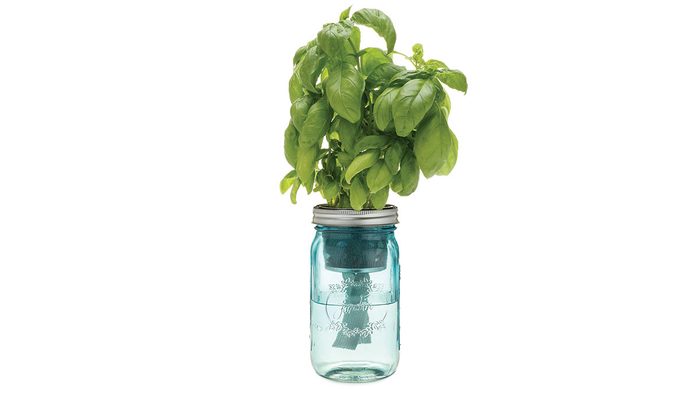 summer shopping, Indigo self watering herb jar
