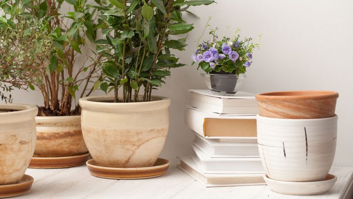 home giving you anxiety plants, potted plant garden on a counter
