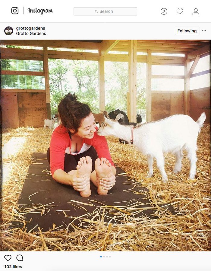 instagram yoga, goat yoga in Maple Creek Saskatchewan