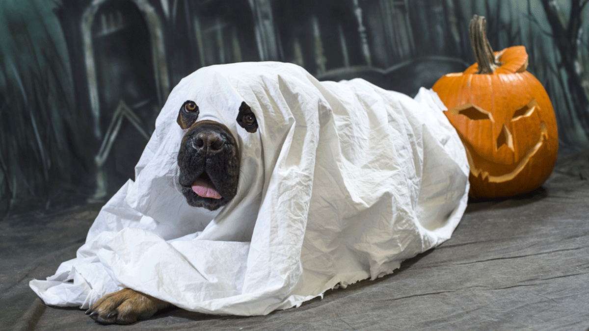 Dress Up Your Dog, chill dog lying down in costume