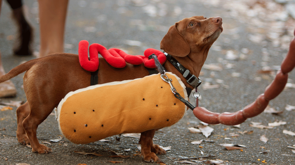 Dressing Your Dog For Halloween, dog in a hot dog costume