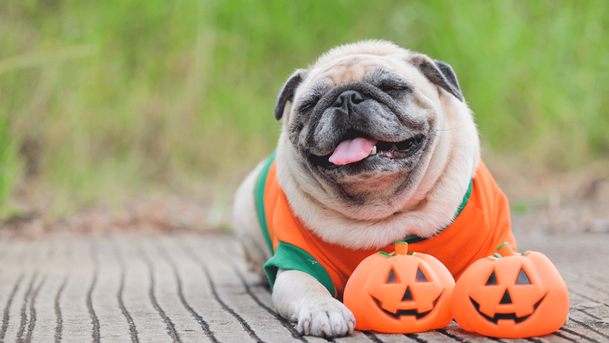 Dressing Your Dog For Halloween, dog dressed as pumpkin