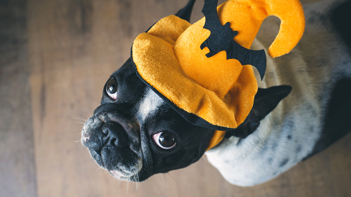 Dressing Your Dog For Halloween, dog in hat