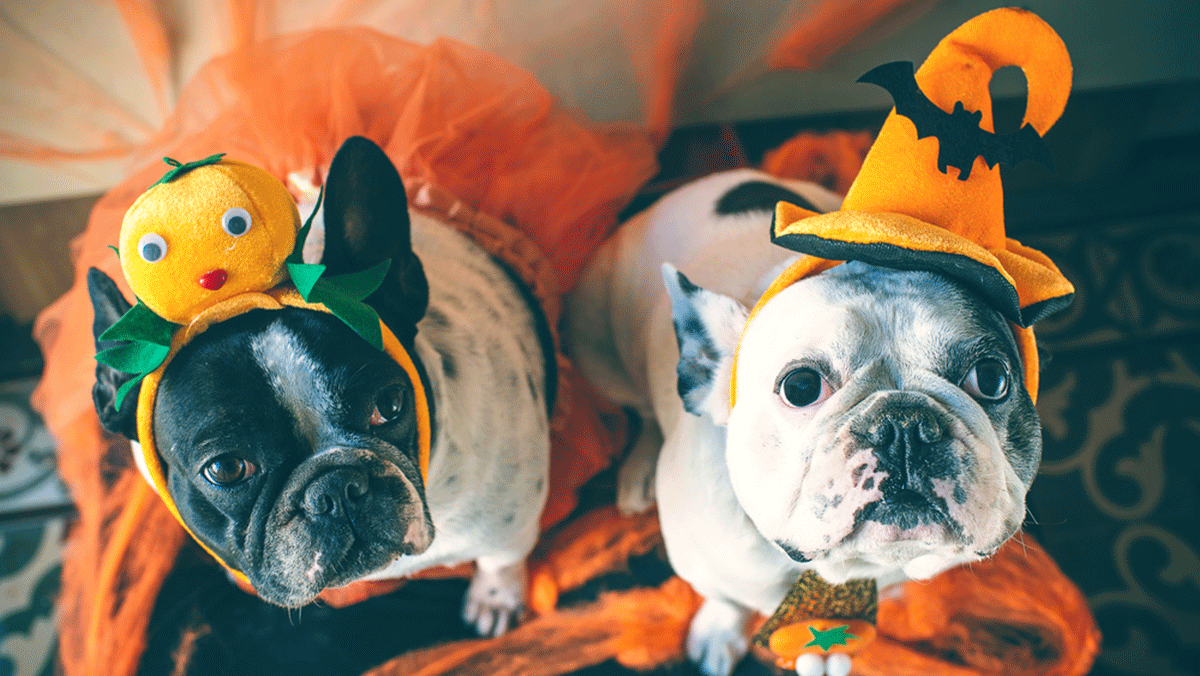 Witches Ride, Pets in Halloween costumes