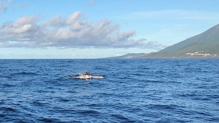 beautiful azores islands whale watching with futurismo