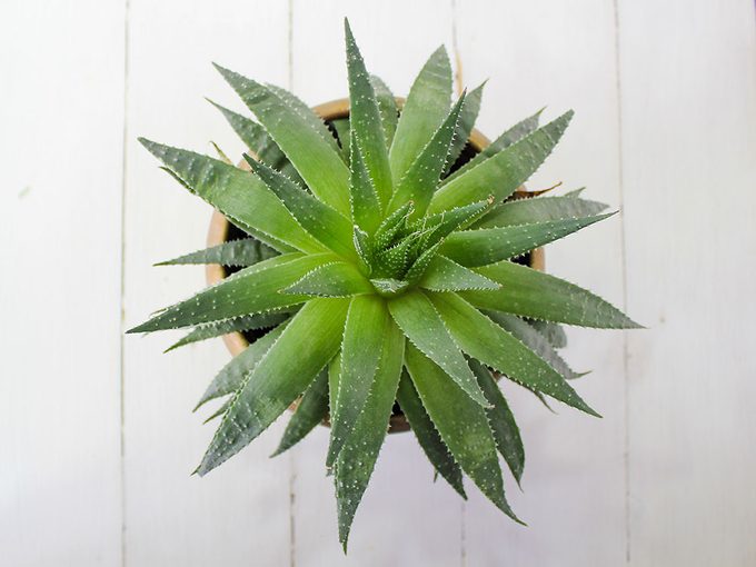 Aloe Vera, plant