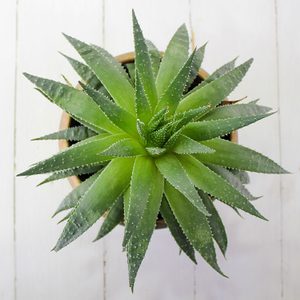 Aloe Vera, plant