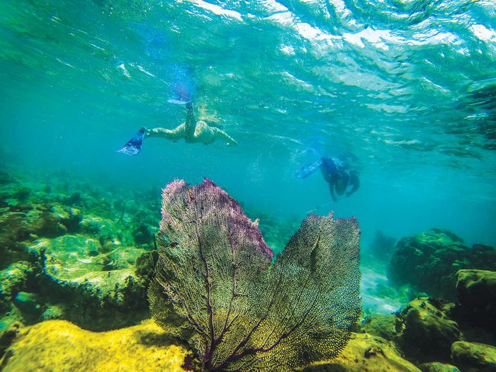 Belize Caye Caulker Barier Reef Snorkelling Armando Lulu, snorkeling underwater