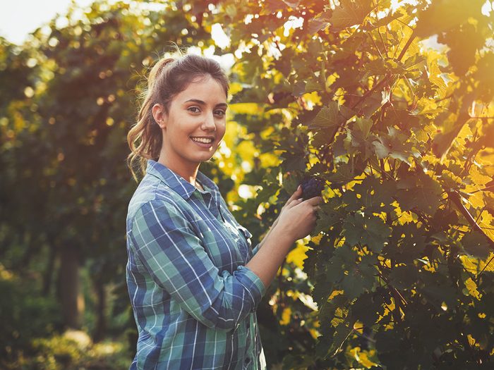 Young woman touching wine grapes in vineyard